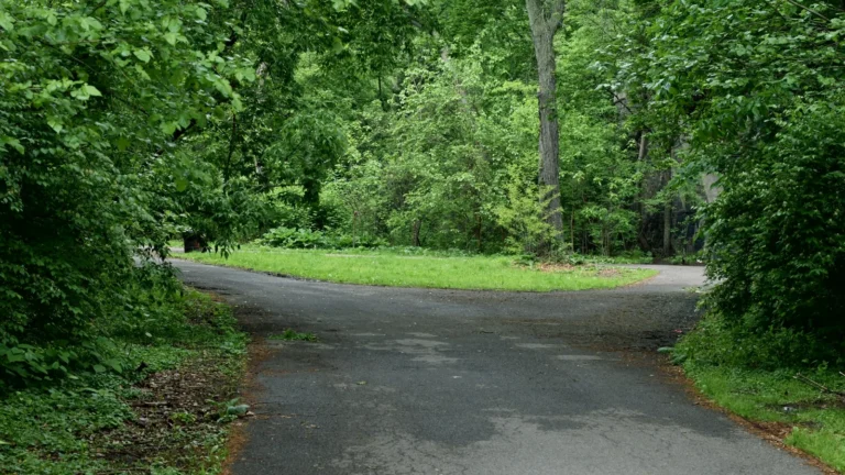 緑の木々に囲まれた舗装路が二手に分かれる分岐点の写真